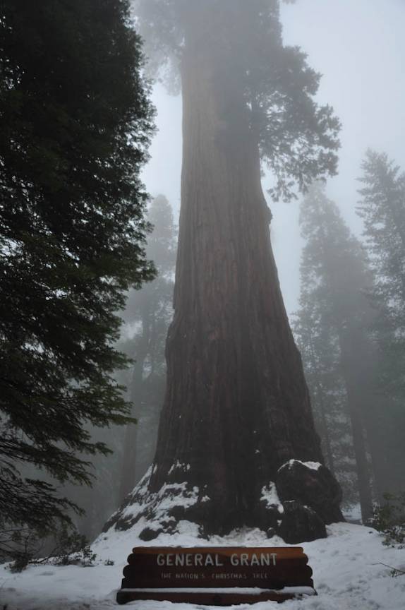 A imponente 'General Grant', no Sequoia National Park,  na Califórnia - EUA
